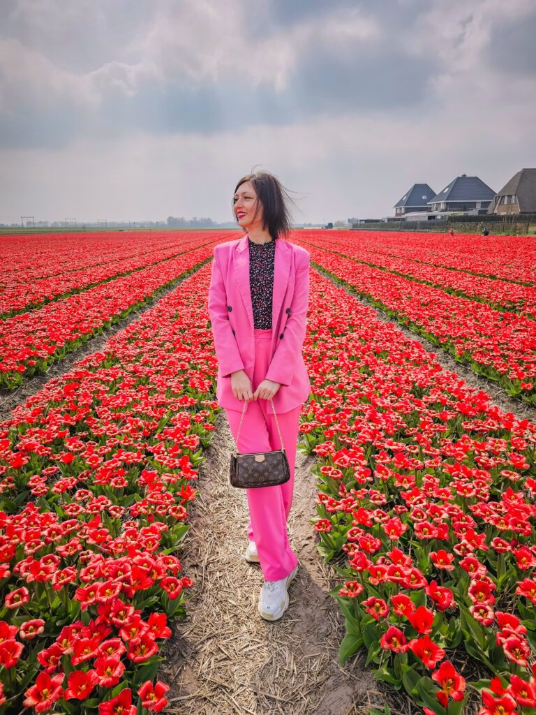 Tulip fields near Amsterdam