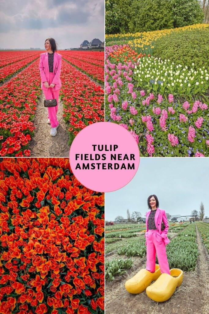 How to Visit Tulip Fields near Amsterdam (+2025 dates!)