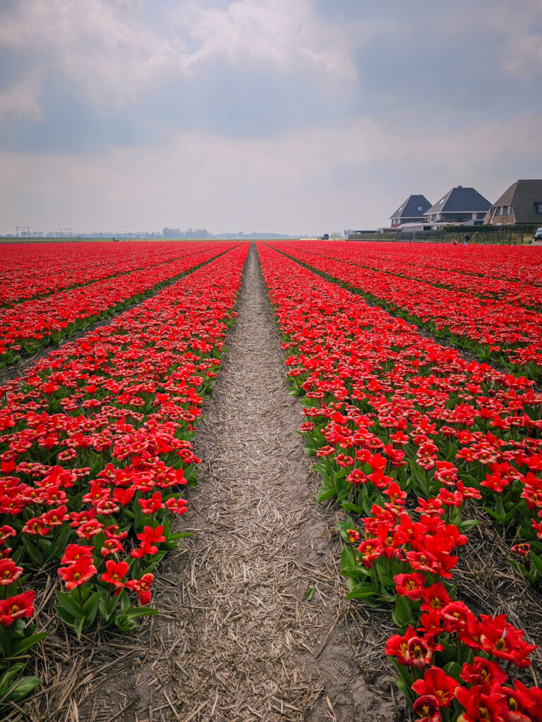Tulip fields near Amsterdam