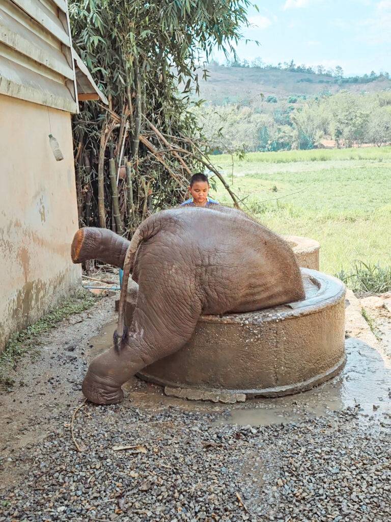 Baby elephant in Chiang Mai elephant sanctuary
