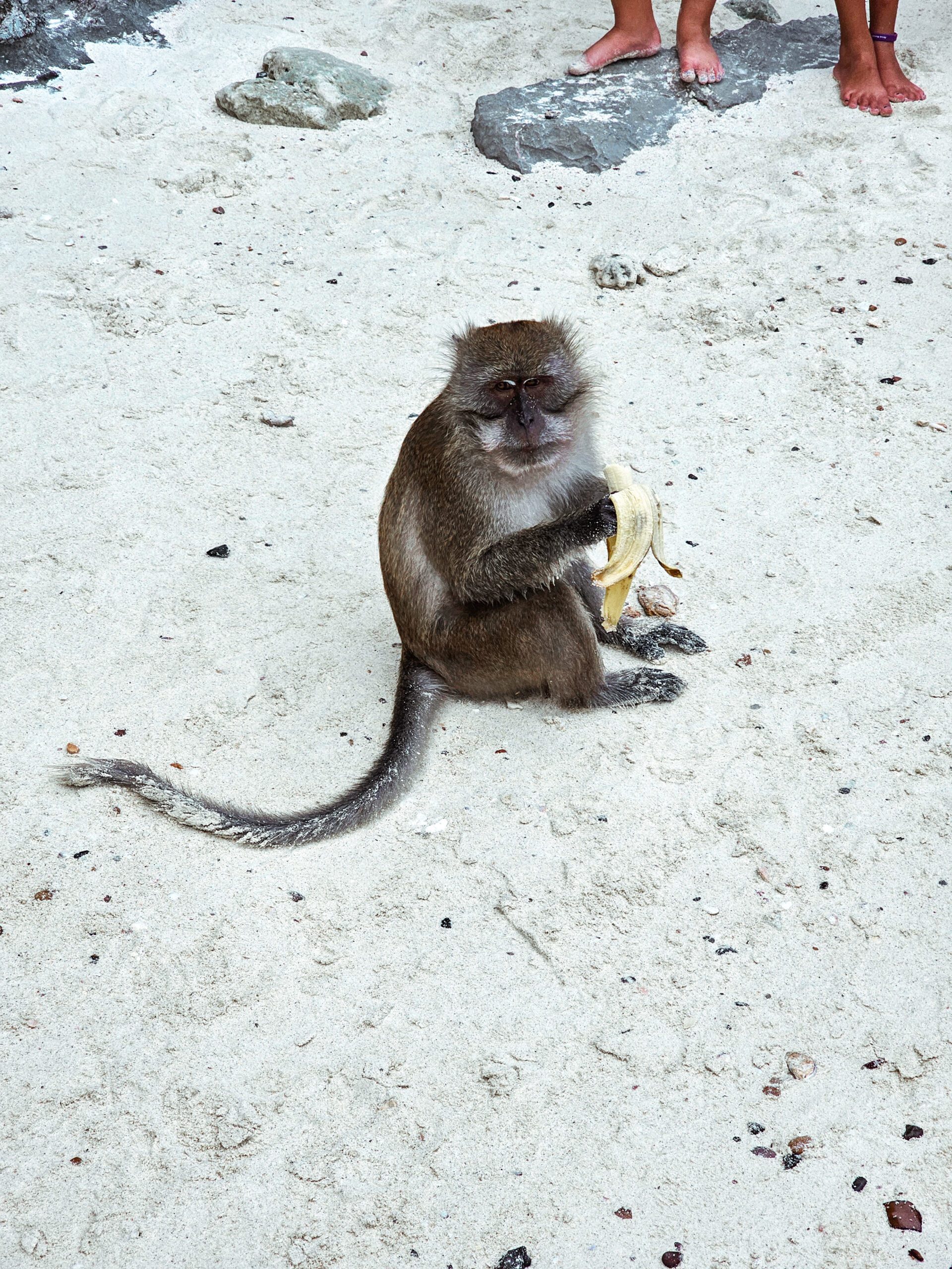 Monkey Beach Thailand