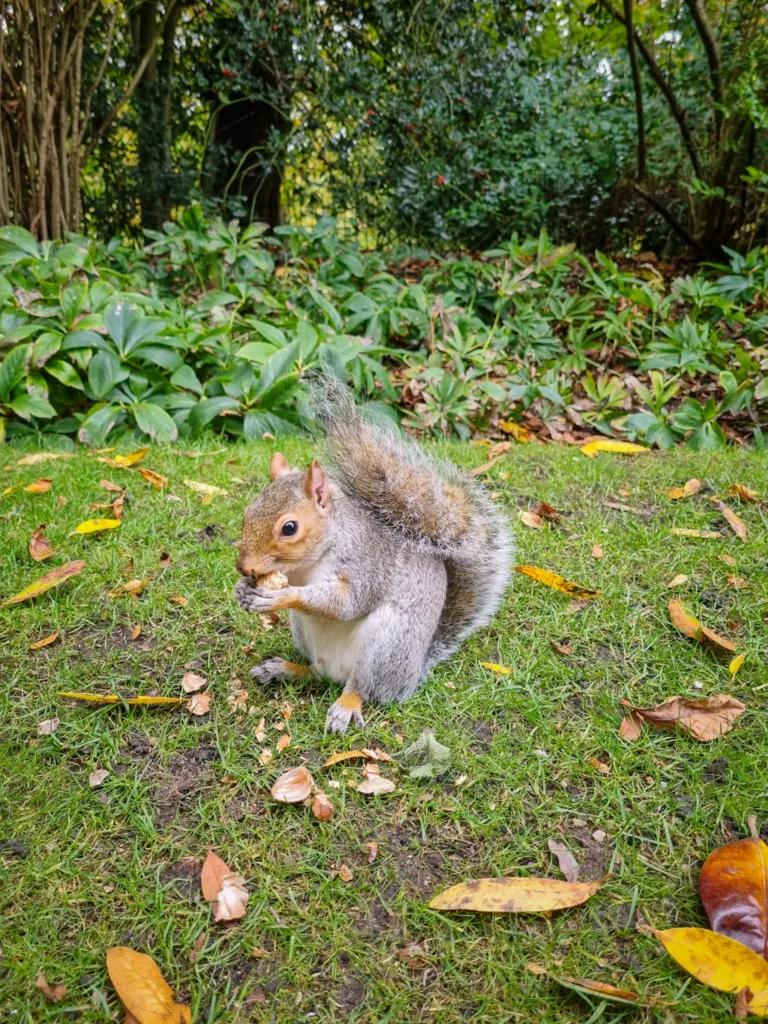 Squirrel, Hyde Park