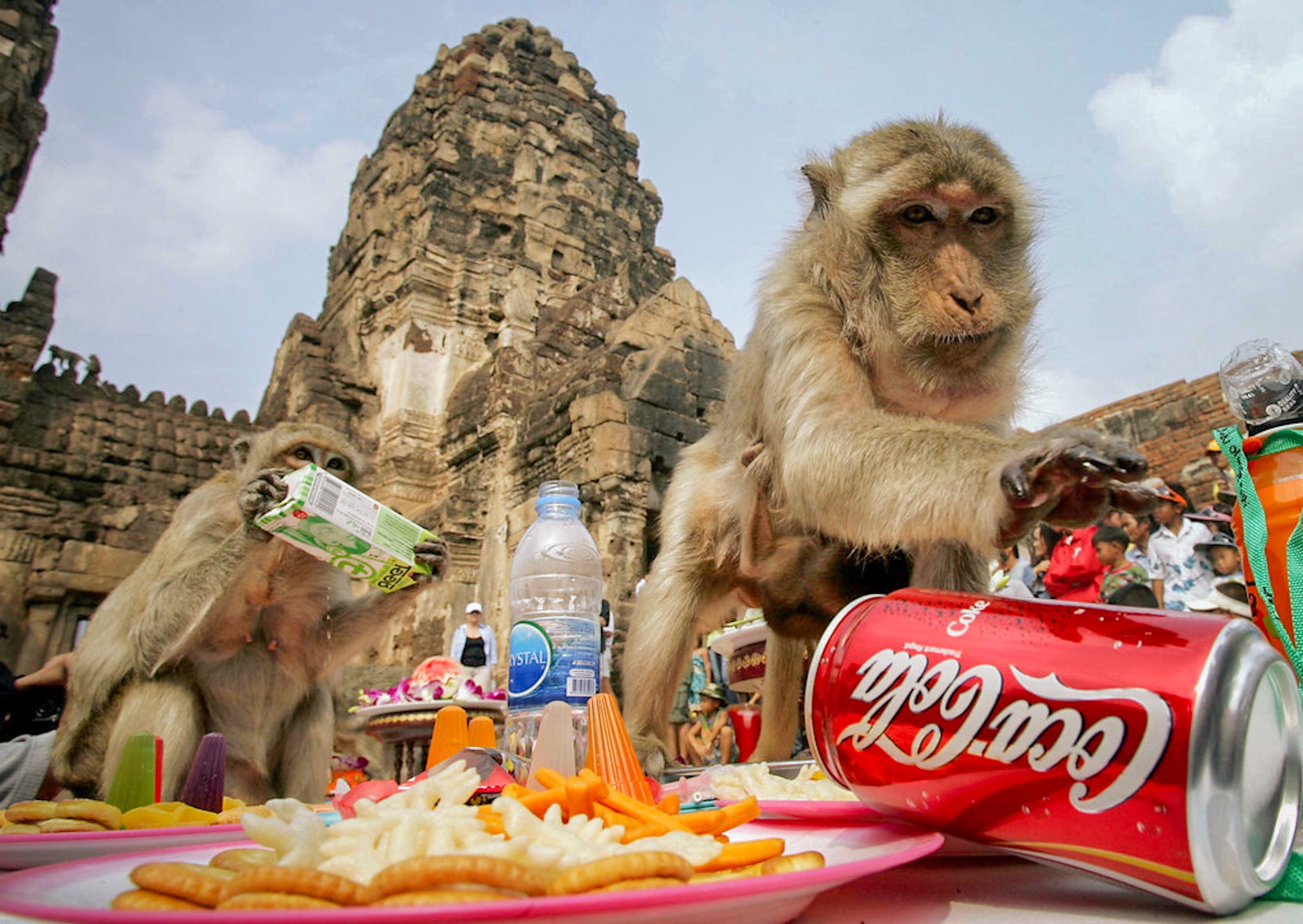 Monkey Banquet Festival in Lopburi