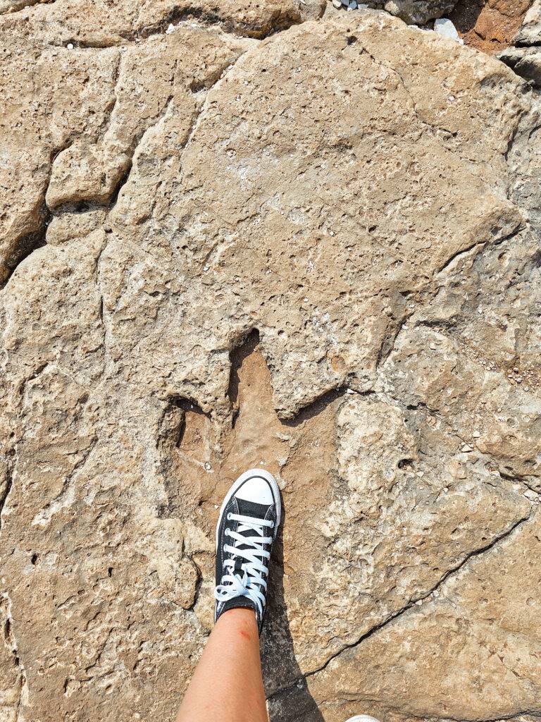 Dinosaur Footprint in Brijuni