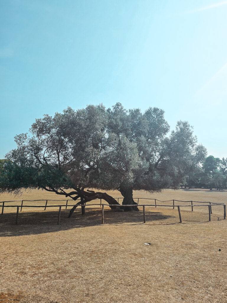 Brijuni Old Olive Tree