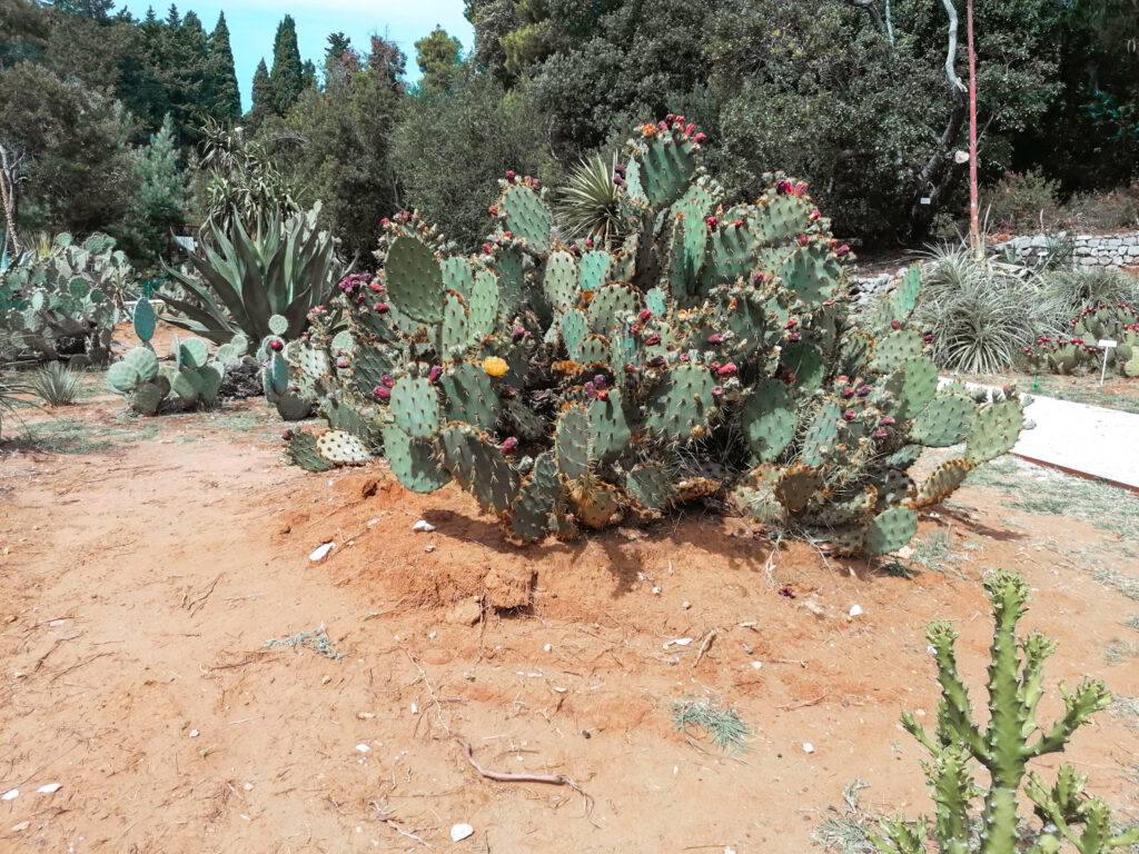 Botanical Garden in Lokrum