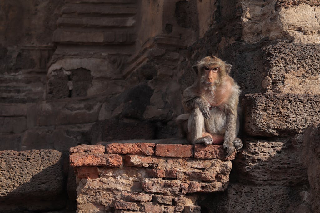 A Rhesus Macaque sits on ancient temple ruins in Lopburi, Thailand, showcasing the blend of wildlife and history.